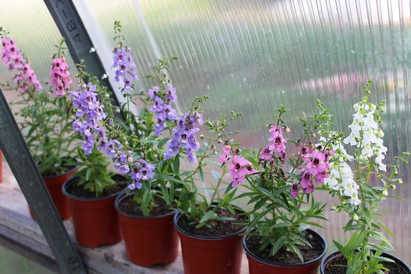 Angelonia Plants - Serena Mix Suttons Container gardening, Garden containers, Pa
