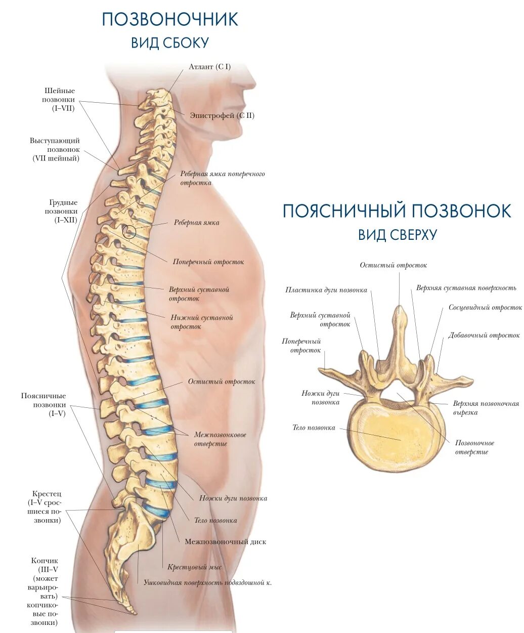 Строение позвоночника вид сбоку. Строение позвоночника человека сбоку. Позвонки поясничного отдела позвоночника строение. Поясничный отдел скелета человека строение. Паравертебральный отдел позвоночника