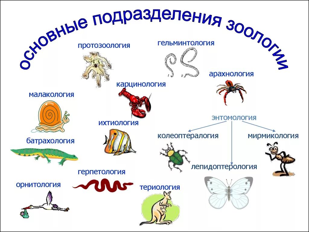 5 класс биология многообразие и значение животных. Основные разделы зоологии. основные подразделения зоологии. зоология наука о животных. биологические науки о животных.