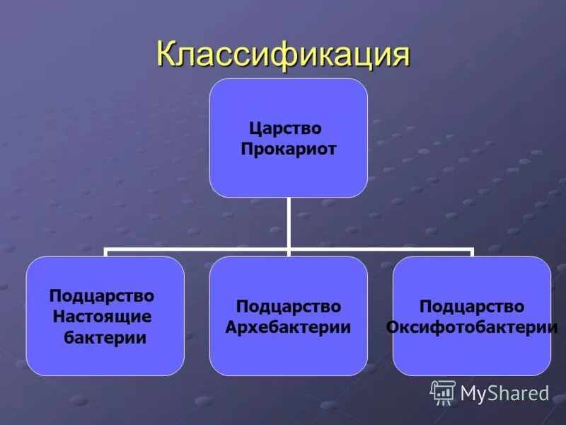 Систематика и классификация прокариот. Классификация царства прокариот. систематика прокариот. царство бактерий классификация. классификация бактерий прокариот.