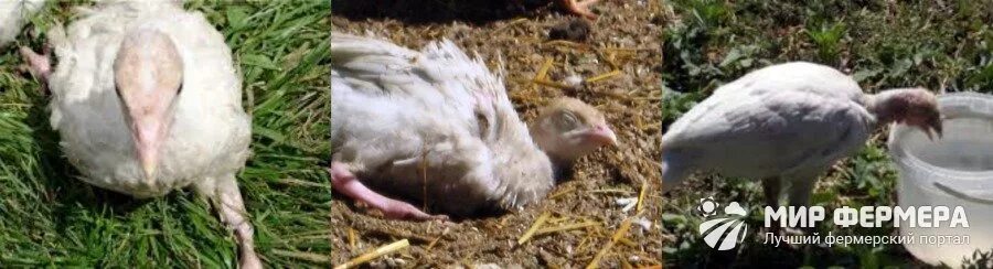 Индюшата пищат