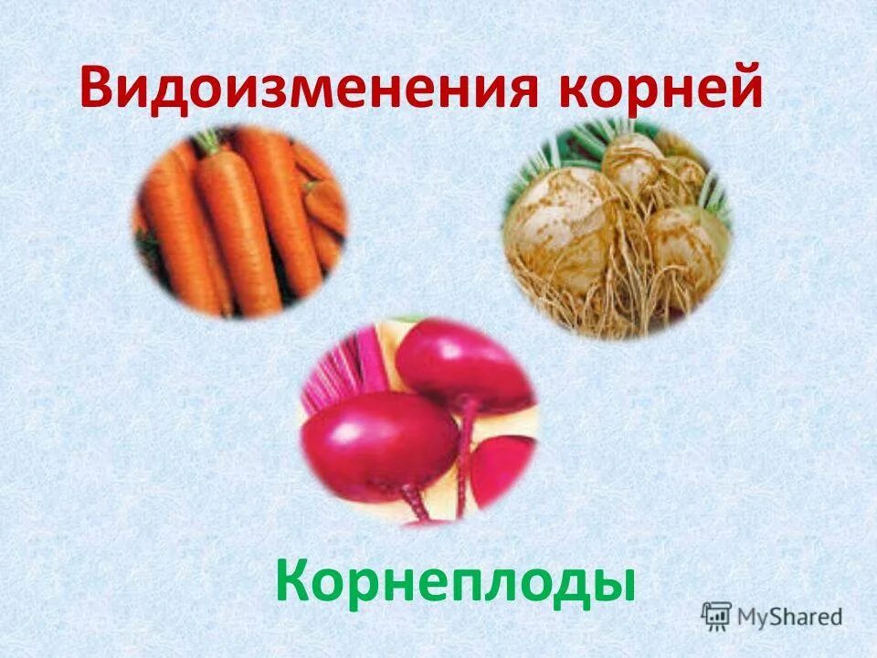 корнеплоды являются видоизменением