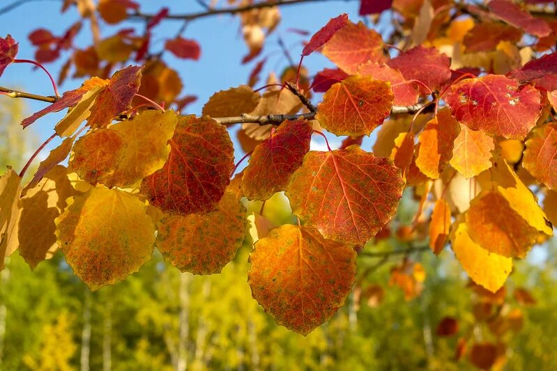 Осенняя осина. Лист осины. Осенний осиновый лист. Осенние листья осины. Осинка листья осенью