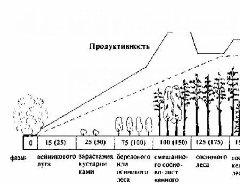 Большая биомасса первичной продукции. Динамика и развитие экосистем сукцессии. Зарастание вырубки сукцессия. Схема сукцессии первичной и вторичной. Динамика экосистем сукцессия.