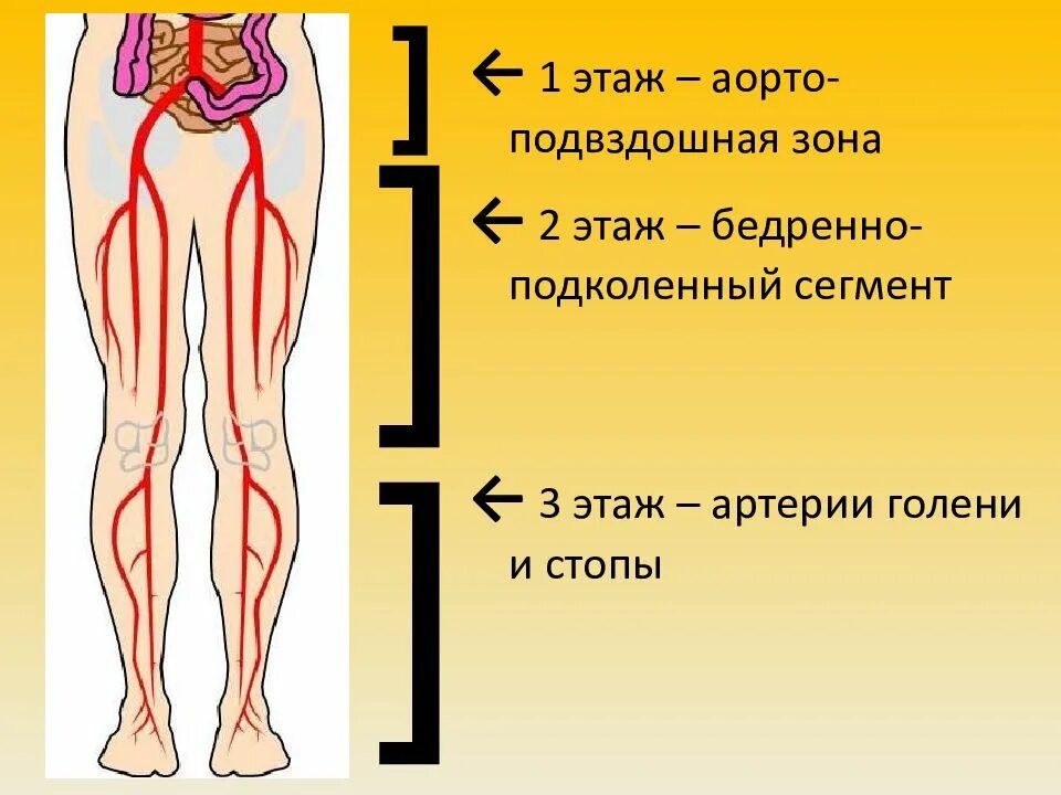 Подколенный сегмент. Бедренно-подколенный сегмент. аорто подвздошный сегмент. сегменты артерий нижних конечностей. подвздошно бедренный сегмент.