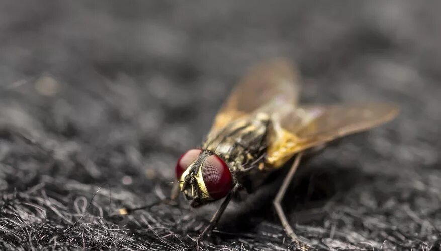 Fly does