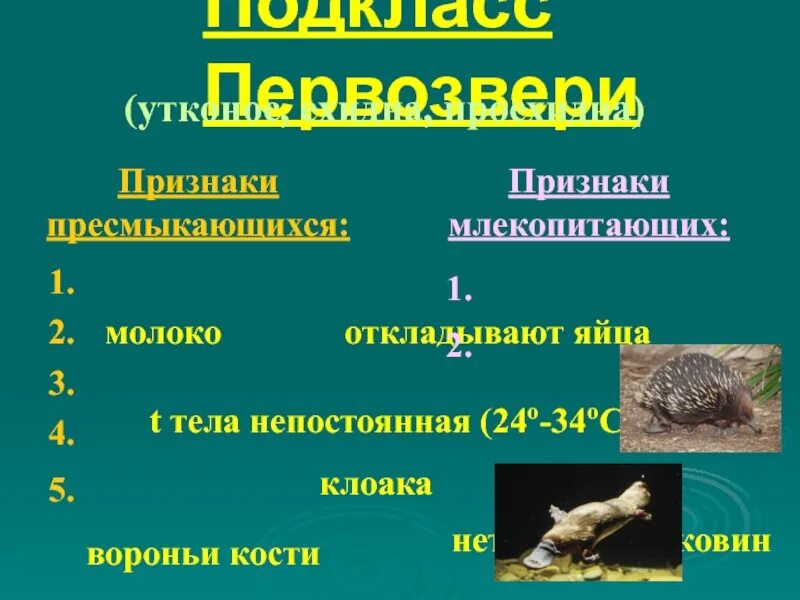 Отличие млекопитающих от других. Назовите признаки млекопитающих. Основные признаки млекопитающих животных. Млекопитающие отличаются от других позвоночных животных. Класс млекопитающие звери.