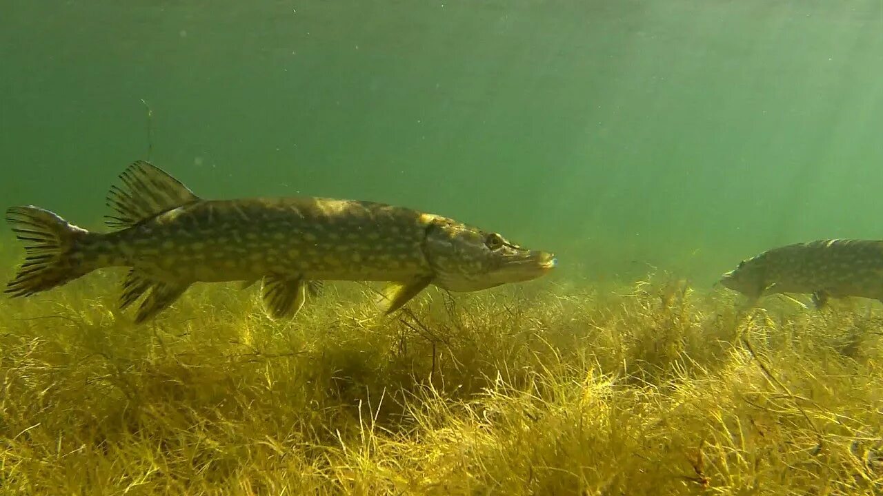 Щука плавает в воде. Щука фото. Рыба щука. Щука фото рыбы. Щука Пресноводная.