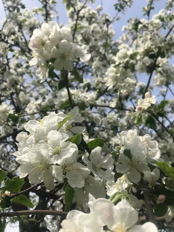 Яблони цветет что делать