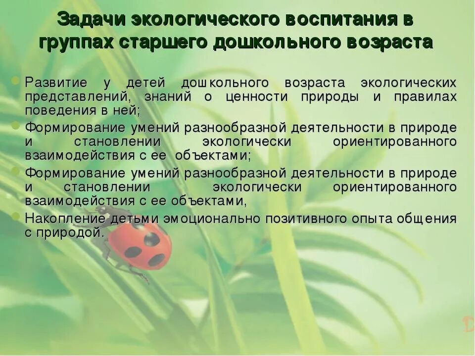 Экологической развитие детей старшего дошкольного возраста