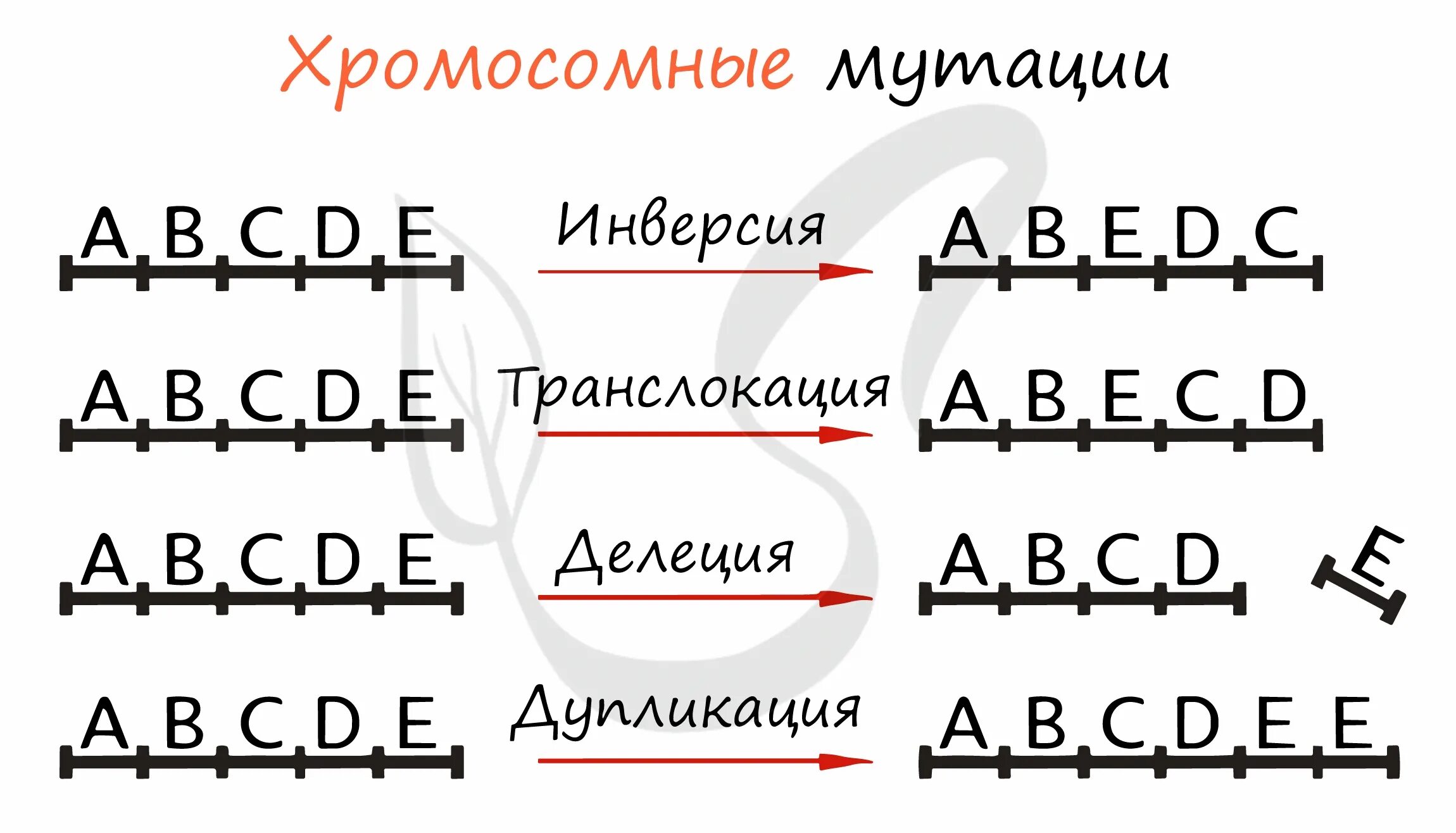 Хромосомные мутации делеция дупликация инверсия транслокация. Виды хромосомных мутаций. Делеция дупликация инверсия. Делеция дупликация инверсия транслокация. Поворот хромосом на 180 градусов