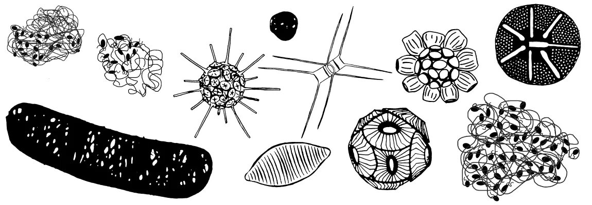 Фитопланктон рисунок. Фитопланктон строение. Парадокс планктона. Фитопланктон схематично.
