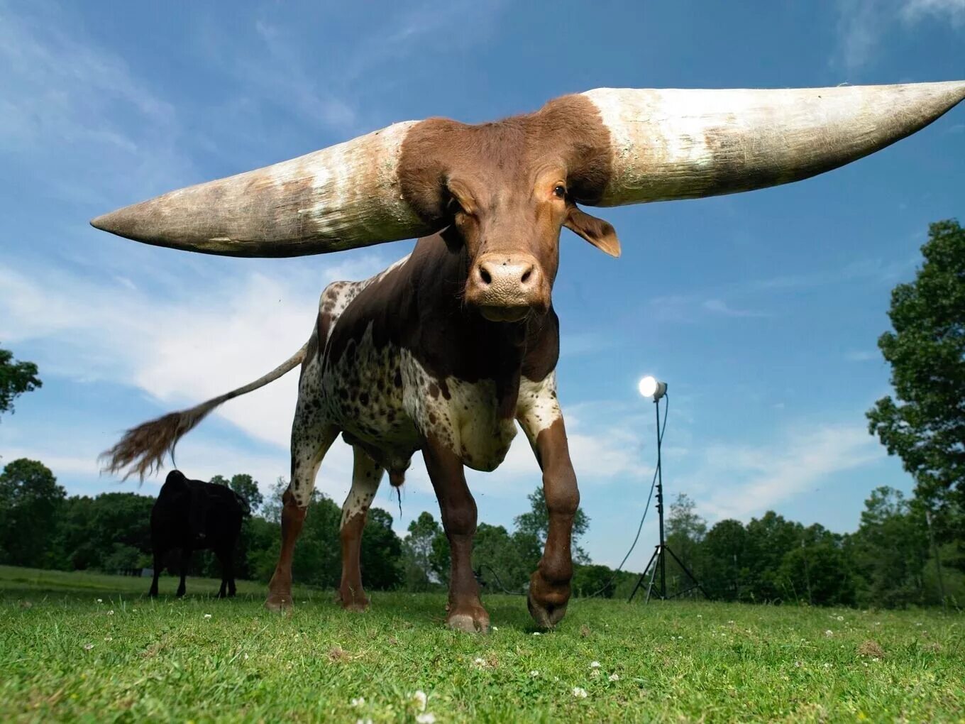 Большой бык. Ватусси дикий бык. Порода Быков ватусси. Африканская корова ватусси. Ватусси быки с самыми большими рогами.