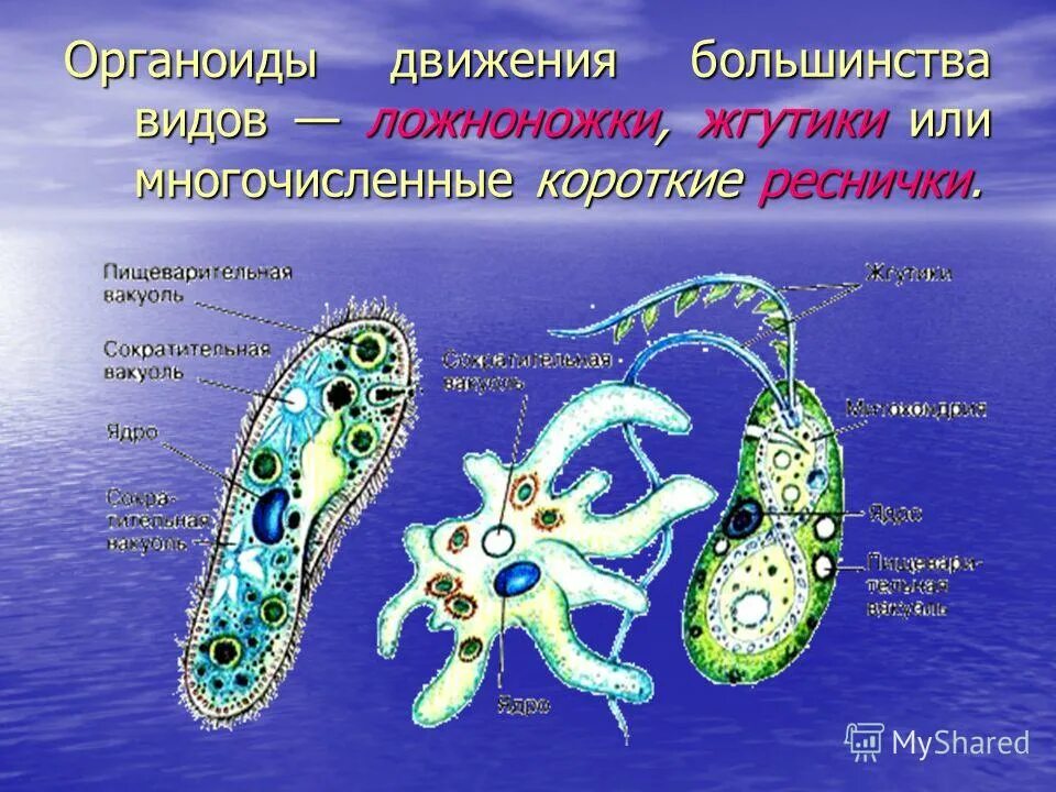 Два представителя простейших