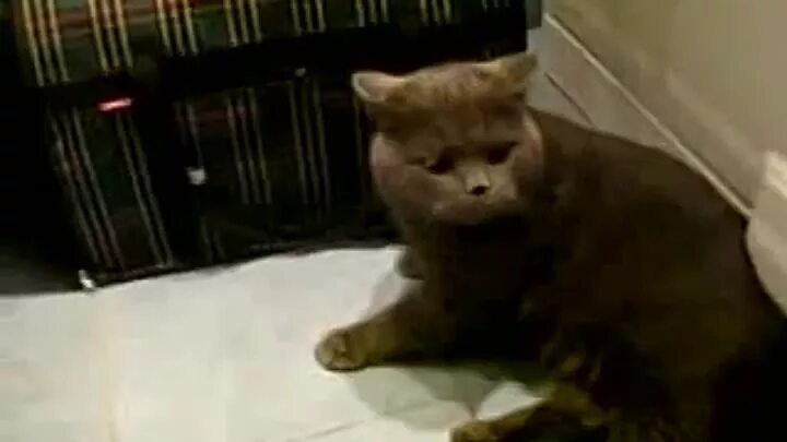 Смешные животные с озвучкой на русском. Кошка ржака. Смешные животные с озвучкой. Матерный кот. Смешные видосы про животных.