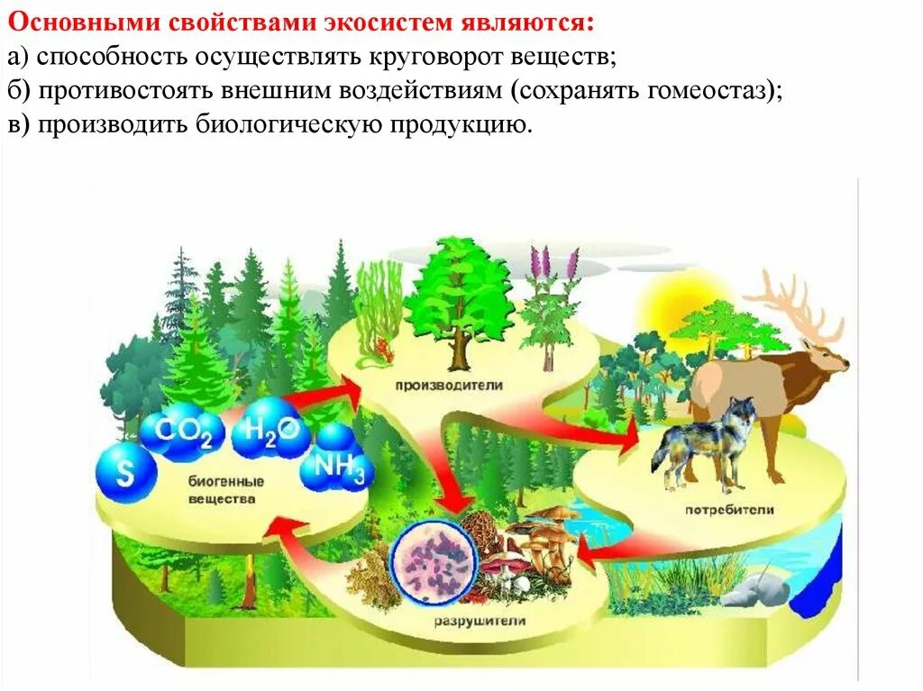 Экосистема компоненты экосистемы. Компоненты ЖКО системы. Компоненты агросистемыы. Производители в экосистеме.