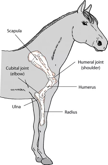 Items op Etsy die op Paard anatomie Poster Wall Chart - 18 "X 24" lijken