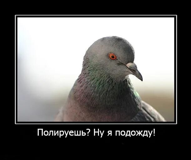 Сизый голубь зимой. Где голубов. Голубь уличный. Голуби ночью спят. Где голубов.
