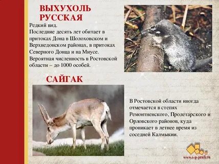 Животные из красной книги ростовской
