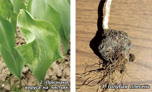 Почему не цветут тюльпаны одни листья