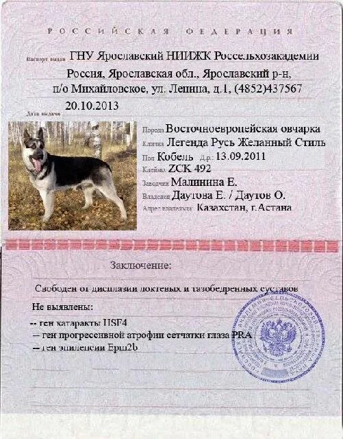 Как выглядит метрика щенка ркф. Щенячья метрика ркф. Родословная щенка ркф документы. Щенячья карточка ркф образец. Метрика щенка немецкой овчарки.