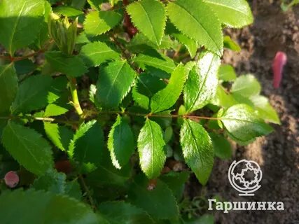 Отличие листьев розы от шиповника