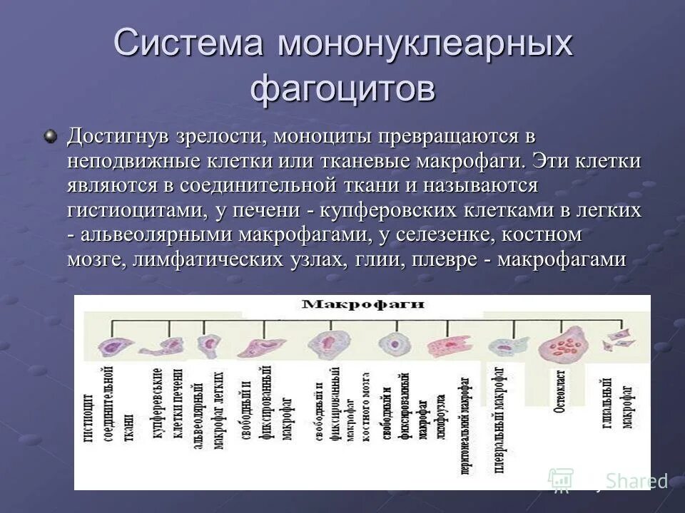 Система мононуклеарных фагоцитов. Система фагоцитарных мононуклеаров. Система мононуклеарных фагоцитов. Мононуклеарная система. Система мононуклеарных фагоцитов.