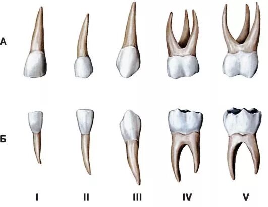 Молочный зуб Нижний резец. Как выглядит коренной зуб снизу. Молочный зуб резец с корнем. Корни у молочных зубов моляр.