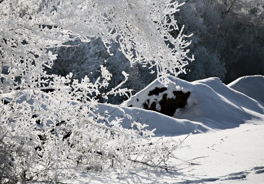 Свет берлога. Лесная Берлога зимой. Берлогу всю заснеженную. Берлога Карелия зима. Картинка зимнего леса с берлогой.