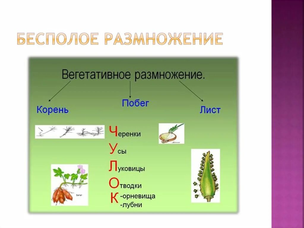 Бесполое размножение растений 9 класс. Бесполое размножение конспект 9 класс биология. Бесполое размножение 9 класс биология. Биология тема размножение. Все живые размножаются