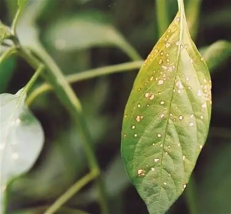 Corolina Reaper пупырышки на листьях.