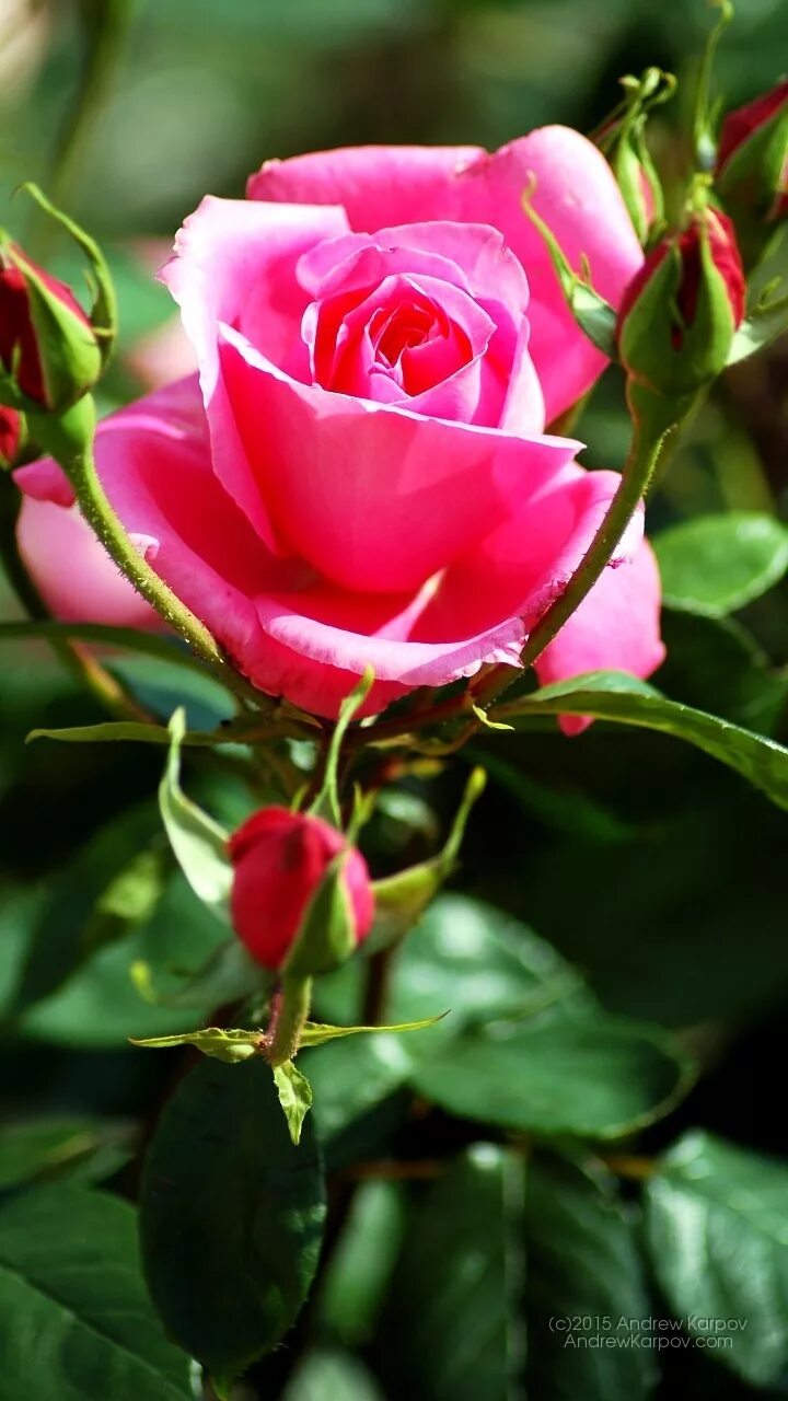 Розы на телефон вертикальные. Красивые цветы. Розы вертикальные. Красивые розы.