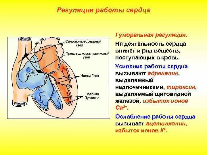 Гуморальная регуляция работы сердца человека. Физиология деятельности сердца. Саморегуляция деятельности сердца физиология. Регуляция сердечной деятельности физиология. Регуляция сердечной деятельности физиология схема.