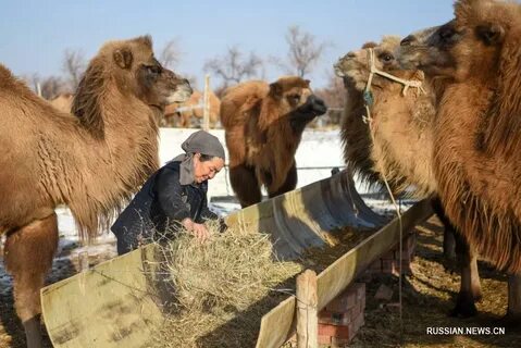 Какой народ занимается верблюдоводством
