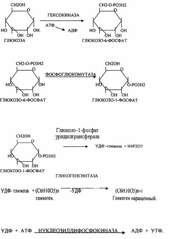 Глюкоза гликоген реакция. Синтез гликогена биохимия реакции. Реакции синтеза и распада гликогена. Реакция процесса синтеза гликогена. Схема синтеза гликогена из Глюкозы.