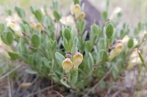 File:Scutellaria nana BLM.jpg - Wikipedia