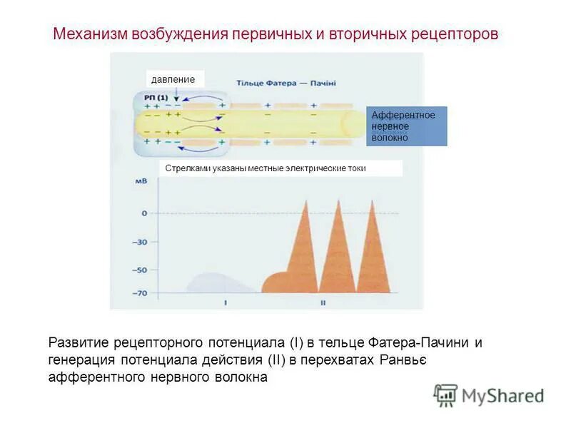 Генерация потенциала действия. Потенциал действия механизм его генерации. Генерация и распространение потенциала действия. Ионные механизмы возникновения потенциала действия. Механизмы генерации потенциала.