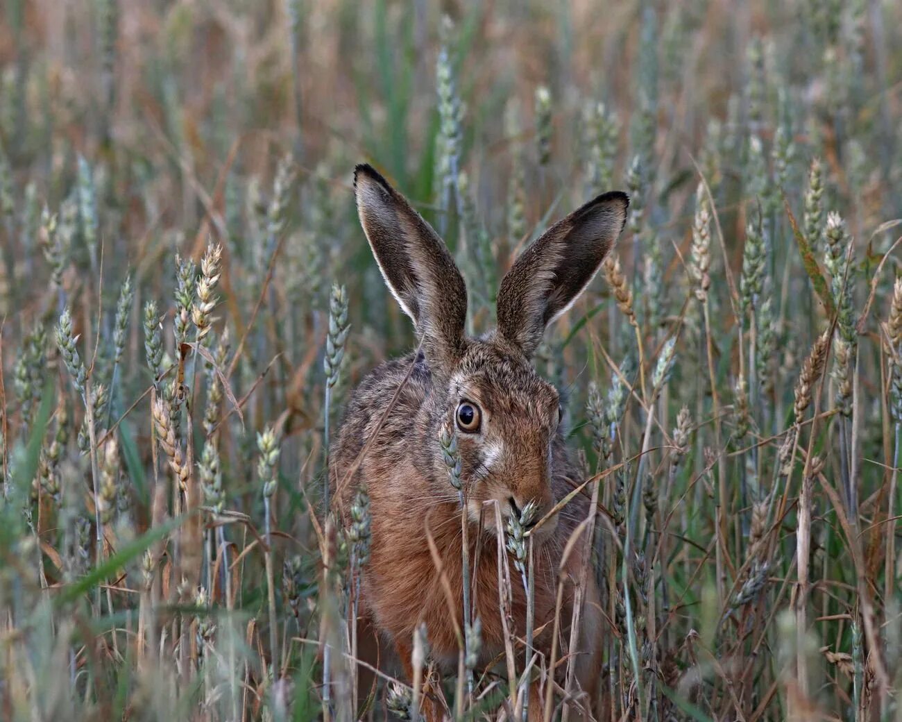 Заяц русак обитает. Заяц русак в крыму описание. Заяц русак обитает. Заяц русак в крыму. Заяц русак обитает.