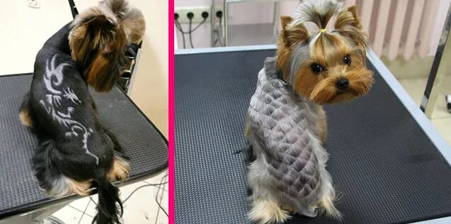 Креативные стрижки йорков. Йоркширский терьер стрижка налысо. Спина йорка. Хвост йорка. Стрижка шиншилла для йорка.