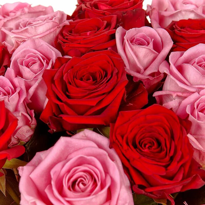 Розовые розы. Красные и розовые розы. Букет цветов розовой и красных. Красно розовые цветы. Включи красный розовый