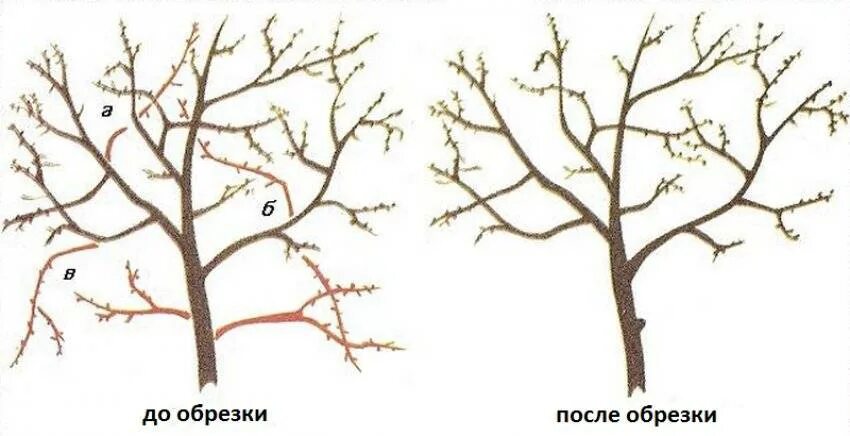 Как обрезать ветку вишни. Обрезать вишню весной схема. обрезка черешни осенью схема. обрезка плодовых деревьев весной для начинающих в картинках вишня. схема обрезки вишни весной.