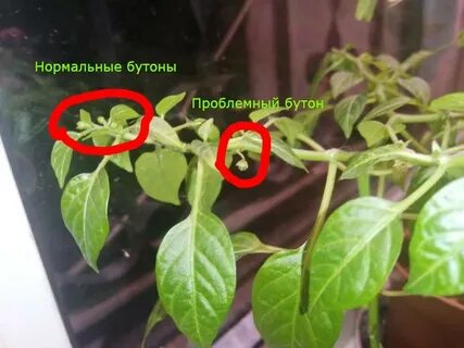 Нужно ли удалять первые цветы у перца