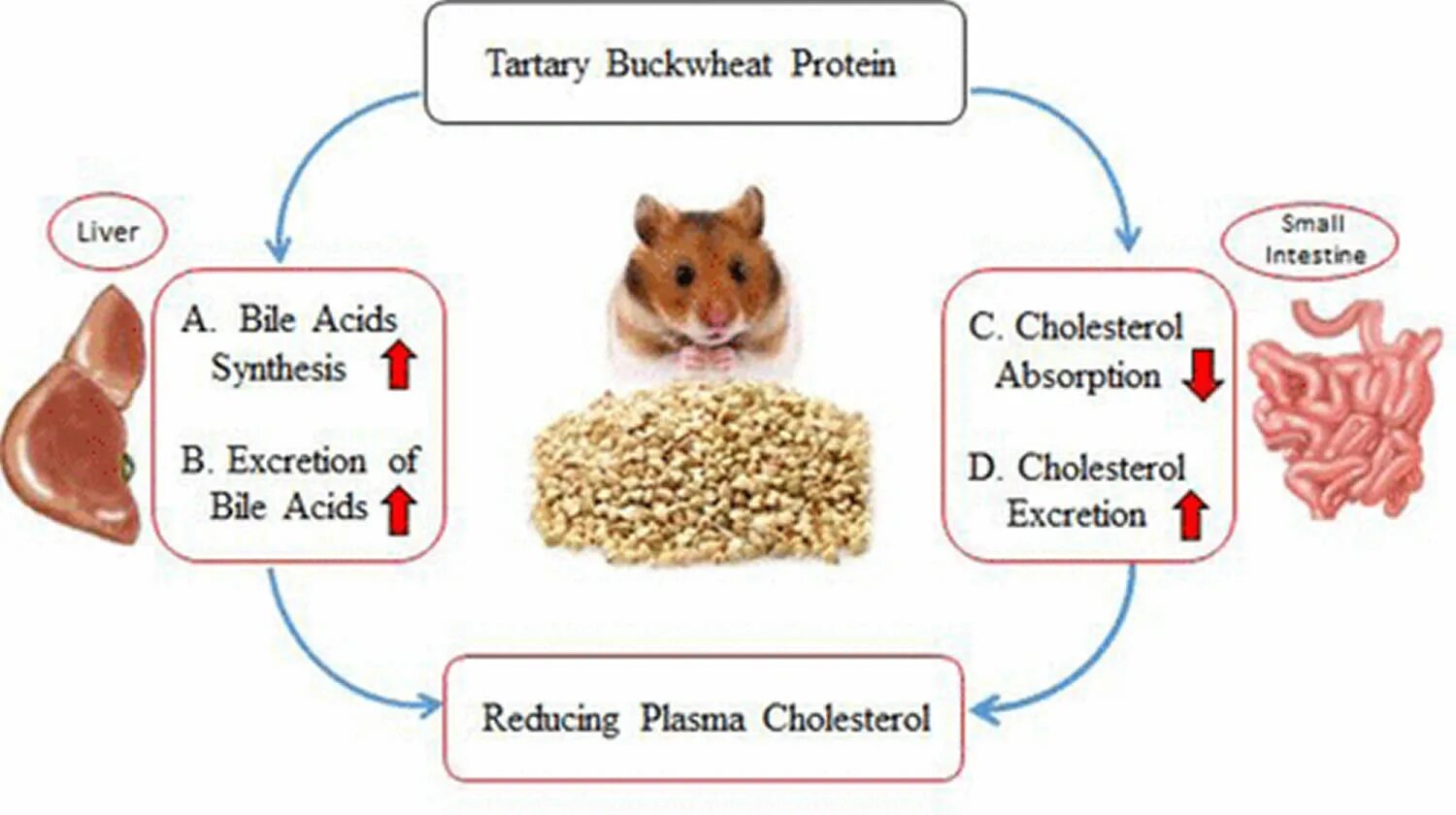 Печень это белок. Is Buckwheat healthy. Protein in Buckwheat. What is Buckwheat. This is Buckwheat.