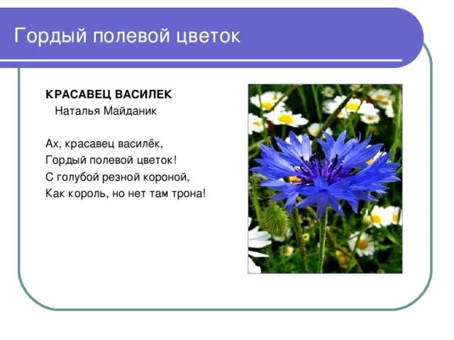 Василек синий текст. Стихи про цветы. Стих про Василек для детей. Стих про Василек для детей короткий. Стихи про цветы для детей.