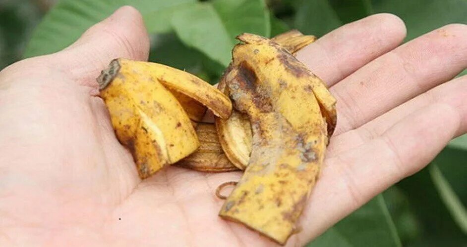 Как настаивать банановую кожуру. Банановая кожура удобрение. Удобрение из кожуры банана. Банановые шкурки для удобрения. Банановая кожура для растений.