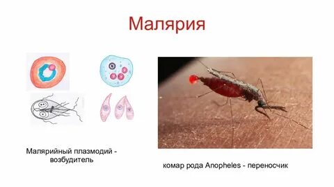 Возбудителем малярии является малярийный