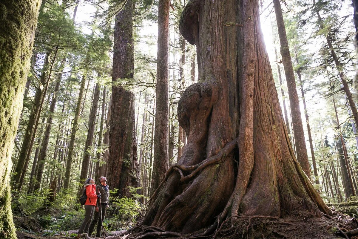 The tree is big. Большие деревья. большое дерево. тайланд парк больших деревьев. the biggest tree.