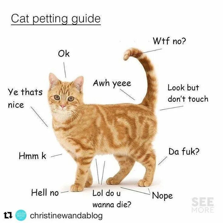 Pets guide. About Cats. Кошка Мем. Панорама котик котов. Гато коты.