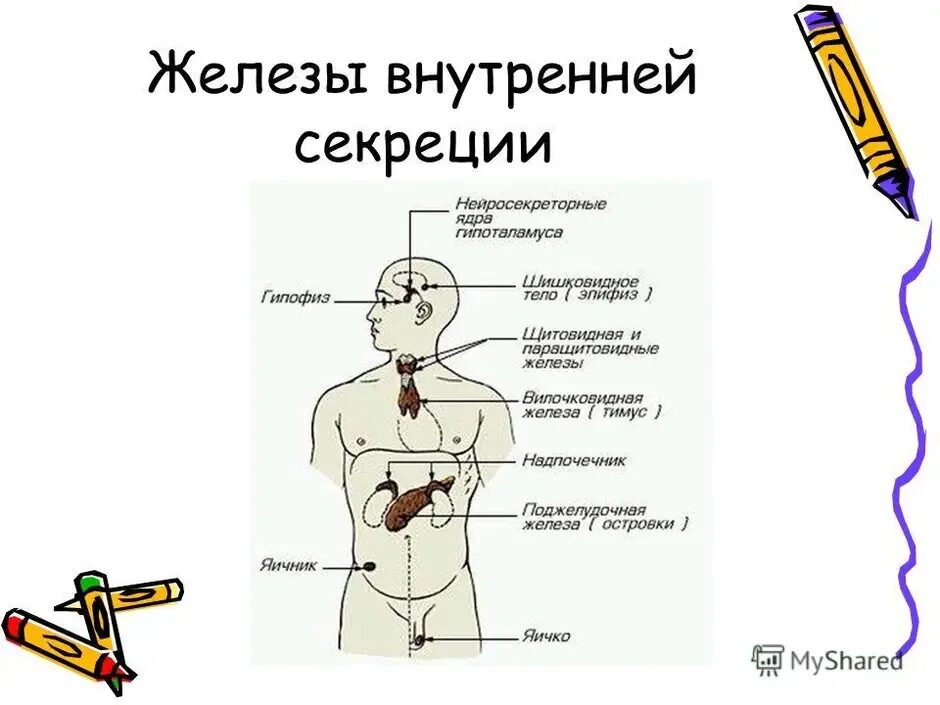 Биология железы внутренней секреции рисунок. Функции желез внутренней секреции эндокринные. Эндокринная система внешней секреции. Железы внутренней секреции рисунок 8 класс биология.