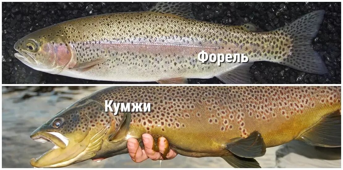 Семга и форель отличия фото. Отличия кумжа форель семга лосось. самка форели кумжи. кумжа от форели. кумжа и форель отличия.
